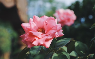 微距镜头摄影的粉红色的花
